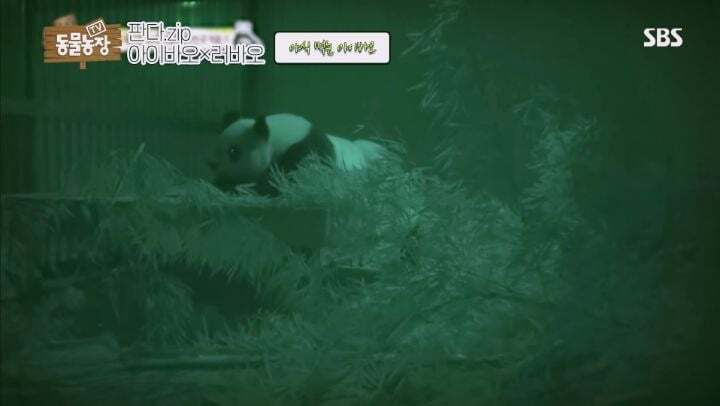 학대받던 아이바오(푸바오 엄마) 우리나라 사육사한테 마음을 열게 된 과정 | 인스티즈