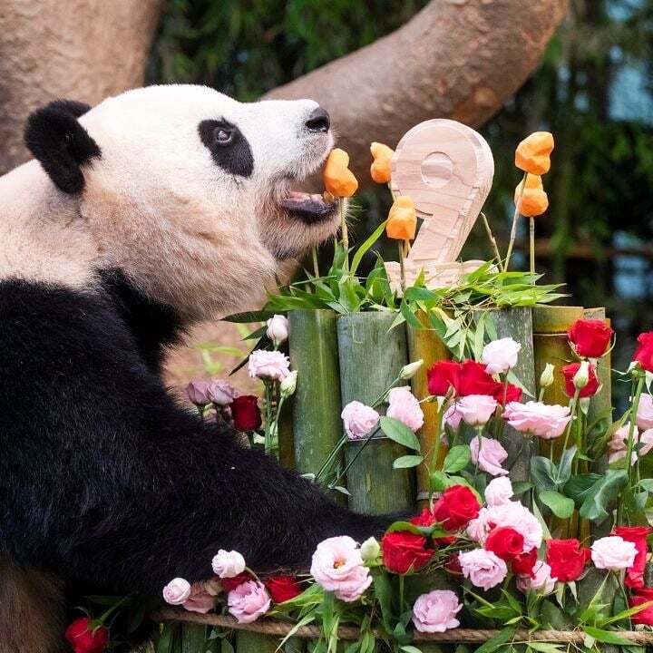 학대받던 아이바오(푸바오 엄마) 우리나라 사육사한테 마음을 열게 된 과정 | 인스티즈