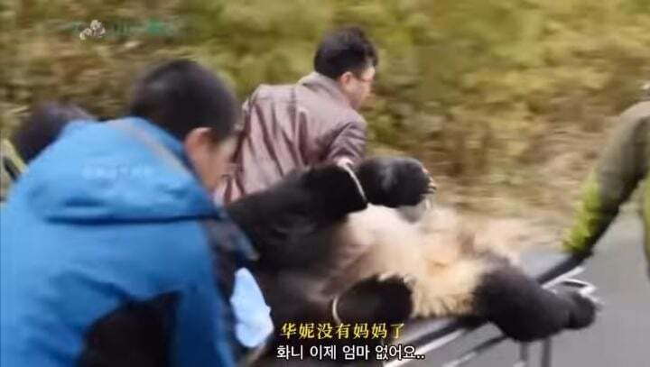 학대받던 아이바오(푸바오 엄마) 우리나라 사육사한테 마음을 열게 된 과정 | 인스티즈