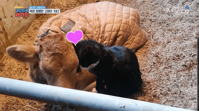 월동준비를 하는 송아지들 | 인스티즈