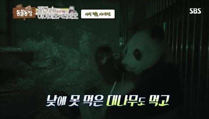학대받던 아이바오(푸바오 엄마) 우리나라 사육사한테 마음을 열게 된 과정 | 인스티즈