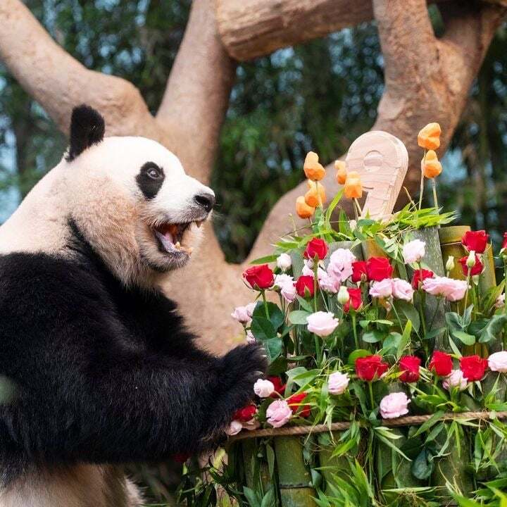 학대받던 아이바오(푸바오 엄마) 우리나라 사육사한테 마음을 열게 된 과정 | 인스티즈