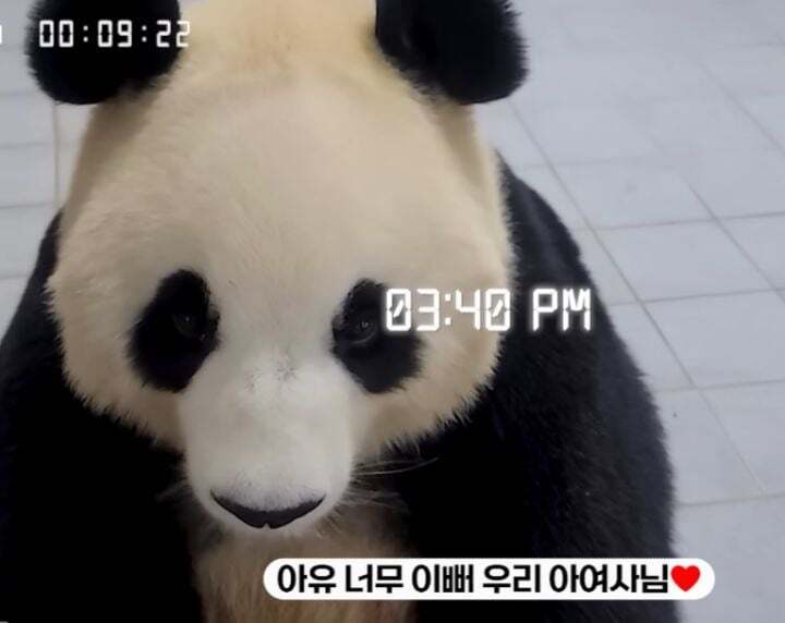 학대받던 아이바오(푸바오 엄마) 우리나라 사육사한테 마음을 열게 된 과정 | 인스티즈