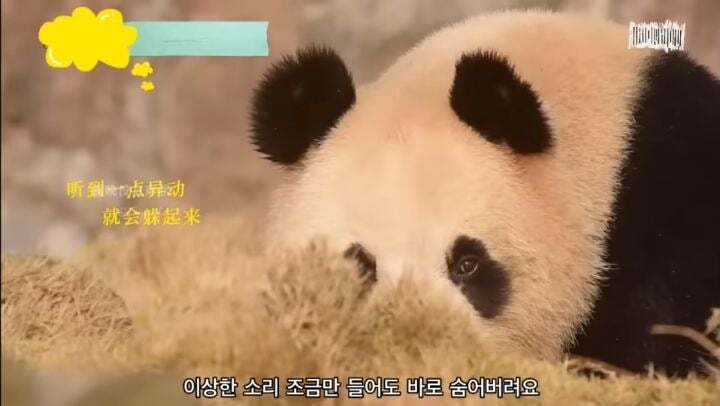 학대받던 아이바오(푸바오 엄마) 우리나라 사육사한테 마음을 열게 된 과정 | 인스티즈