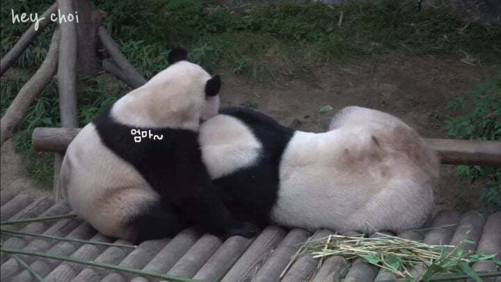 학대받던 아이바오(푸바오 엄마) 우리나라 사육사한테 마음을 열게 된 과정 | 인스티즈