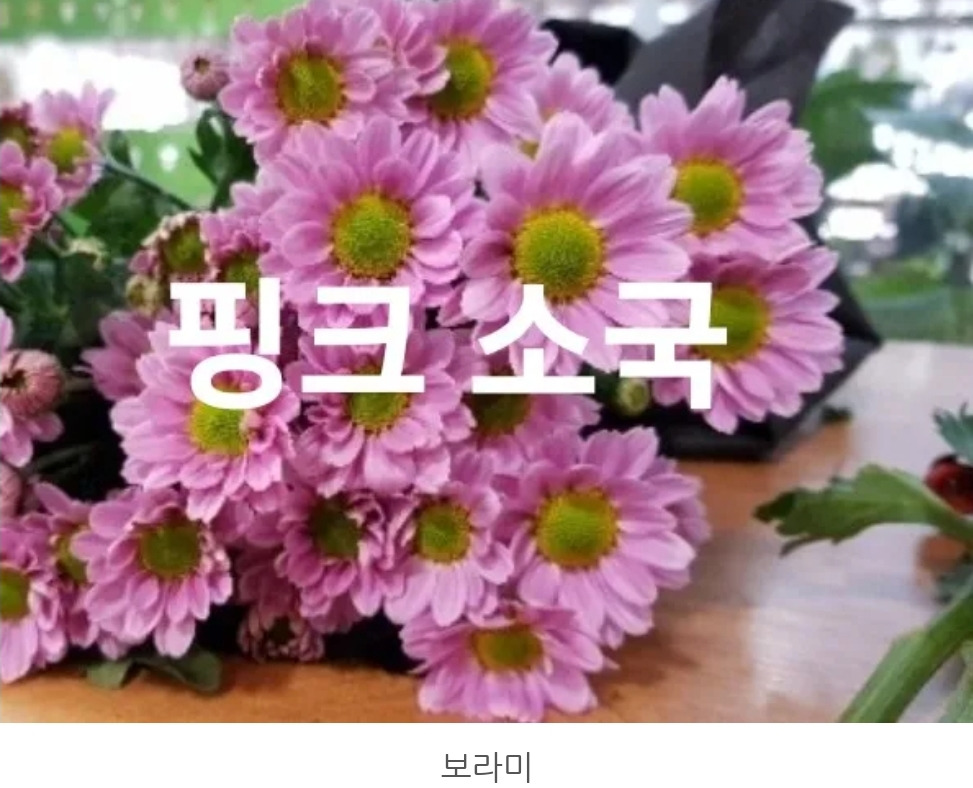 소국 이미지