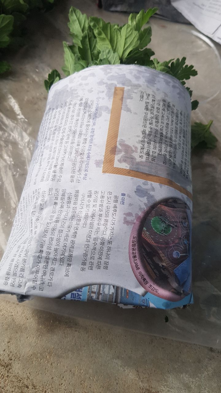 폼폰 이미지