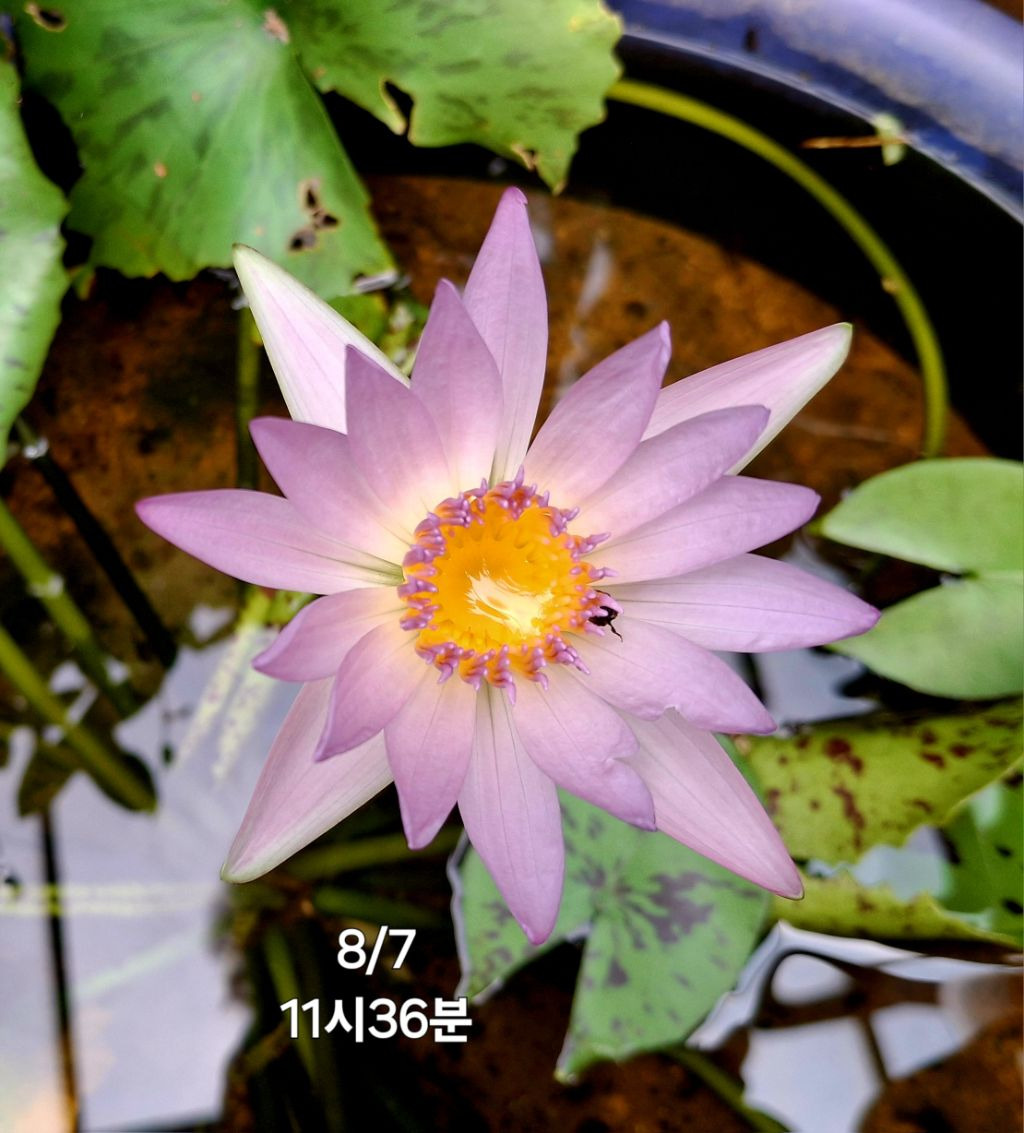 잠꾸러기 이미지