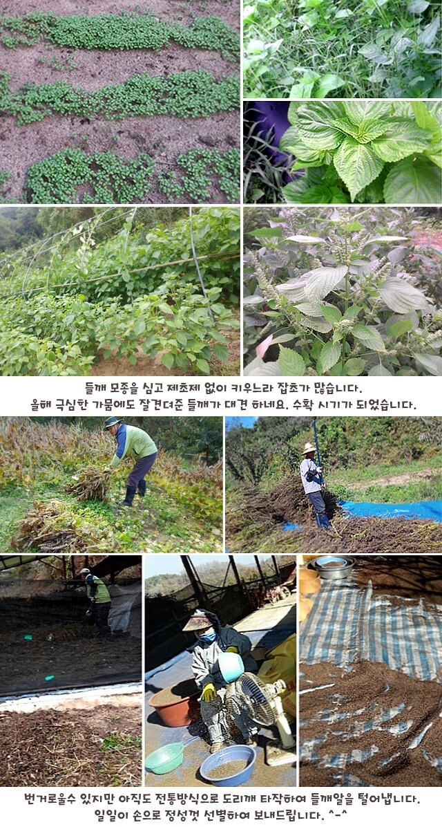 들깨랑팥이랑 이미지