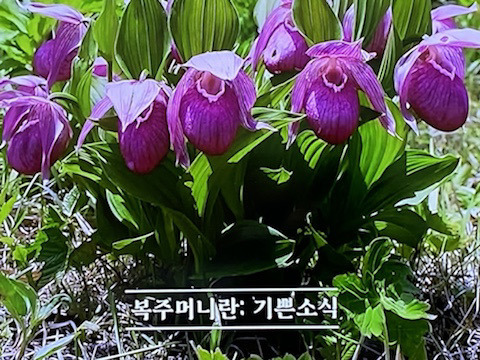 복주머니 이미지