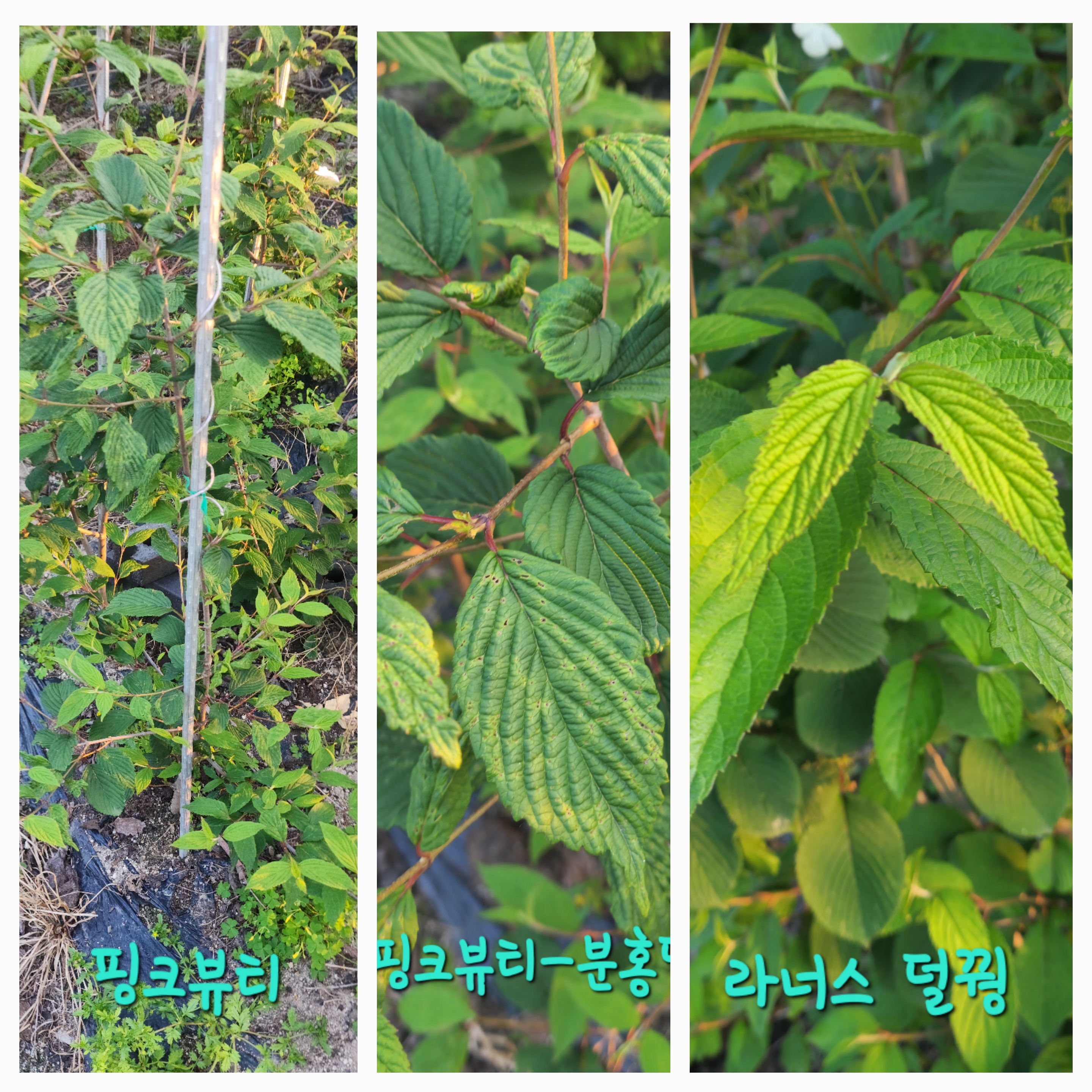 그린농장 이미지