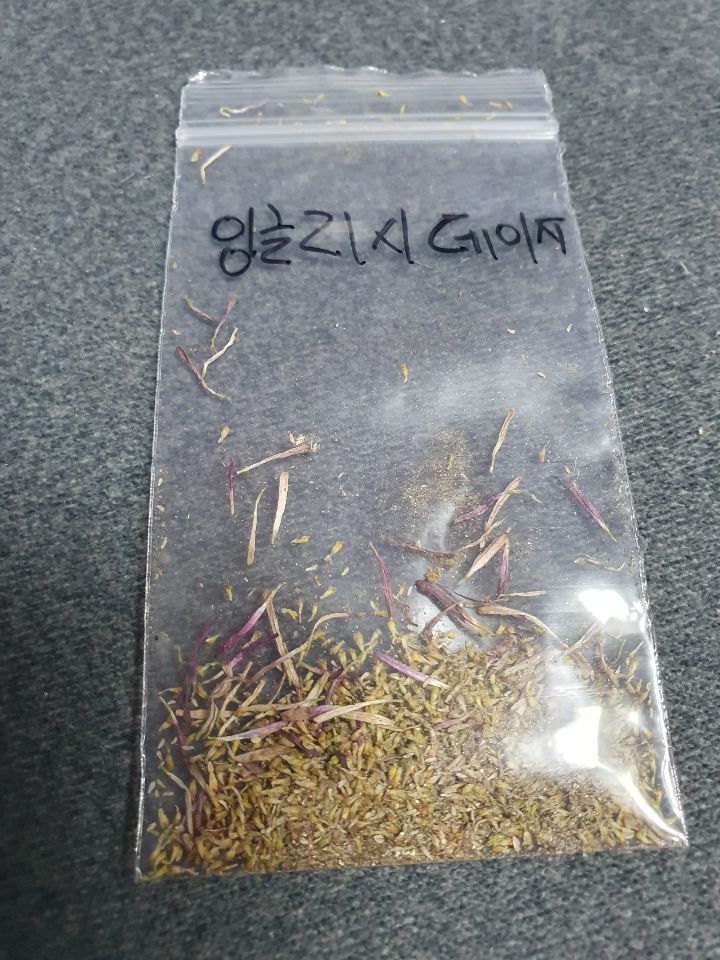 잉글리시데이지 이미지
