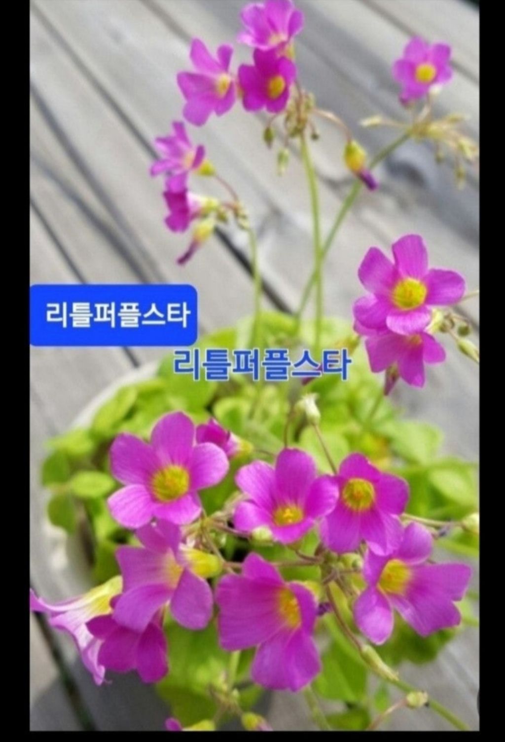 퍼플스타 이미지