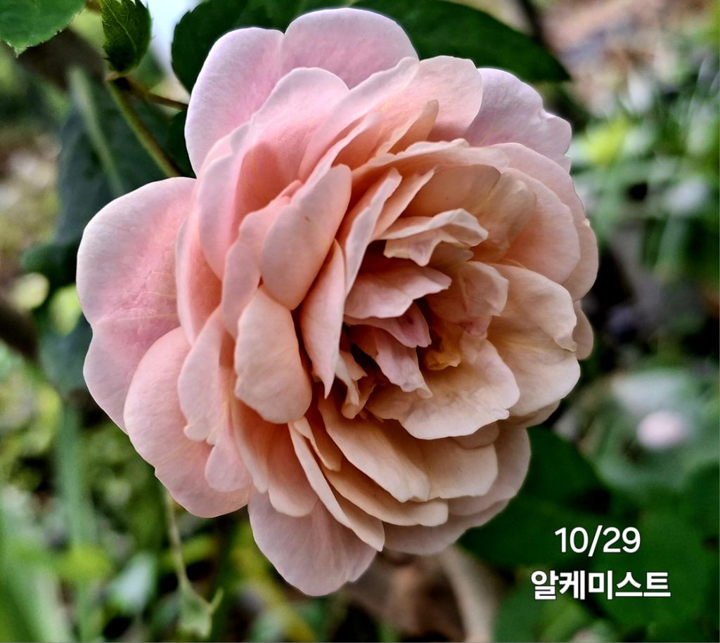 알케미스트 이미지