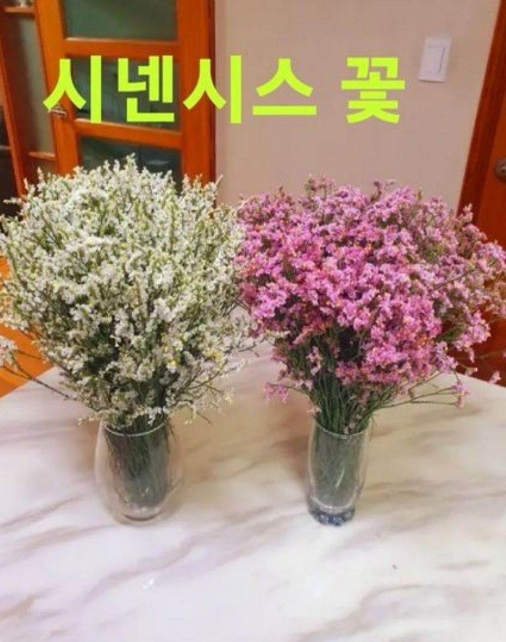 코랄 이미지