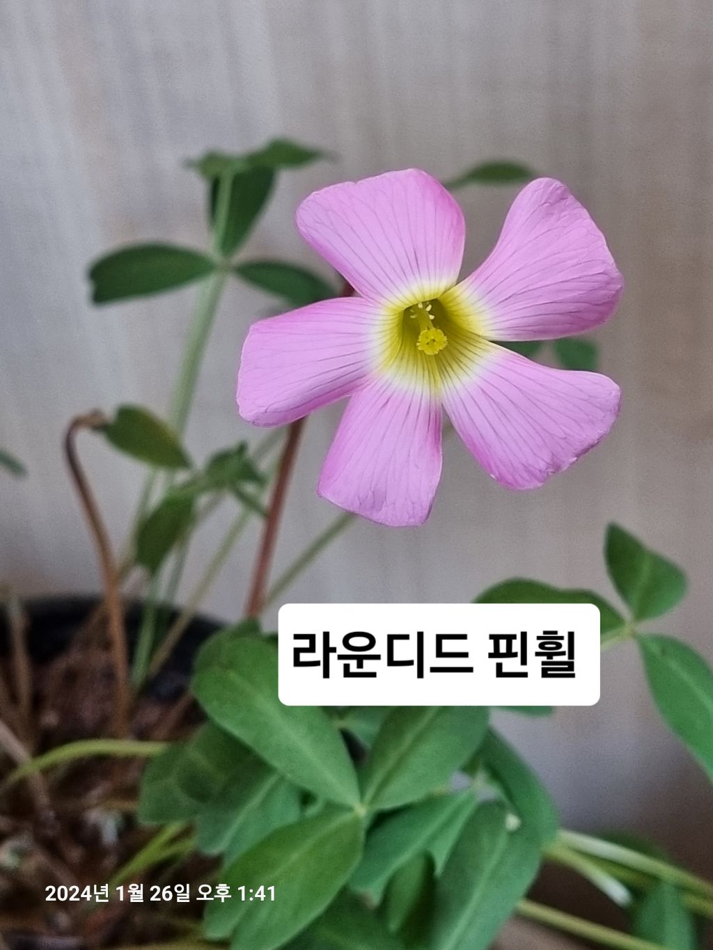 핀휠 이미지