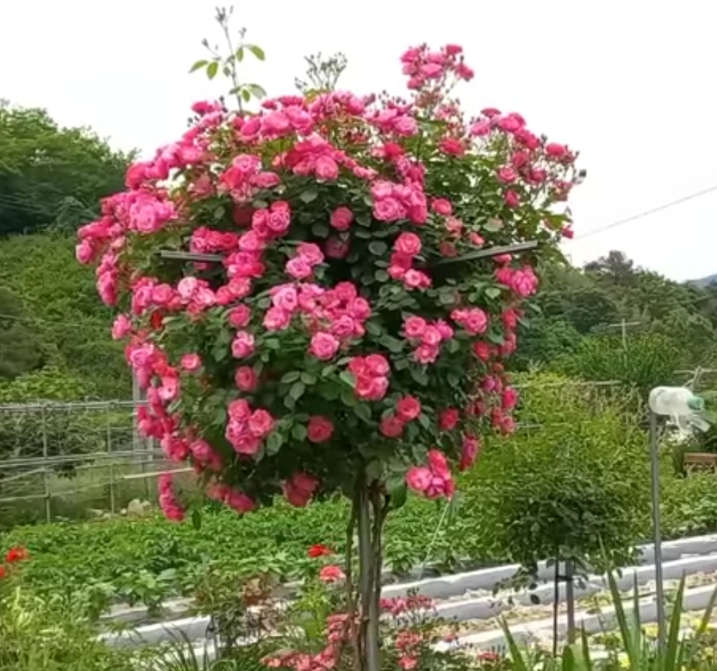 젤라 이미지