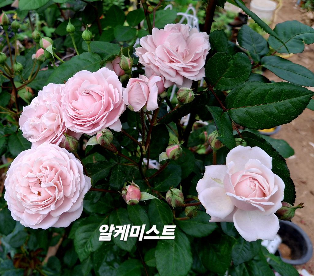 알케미스트 이미지