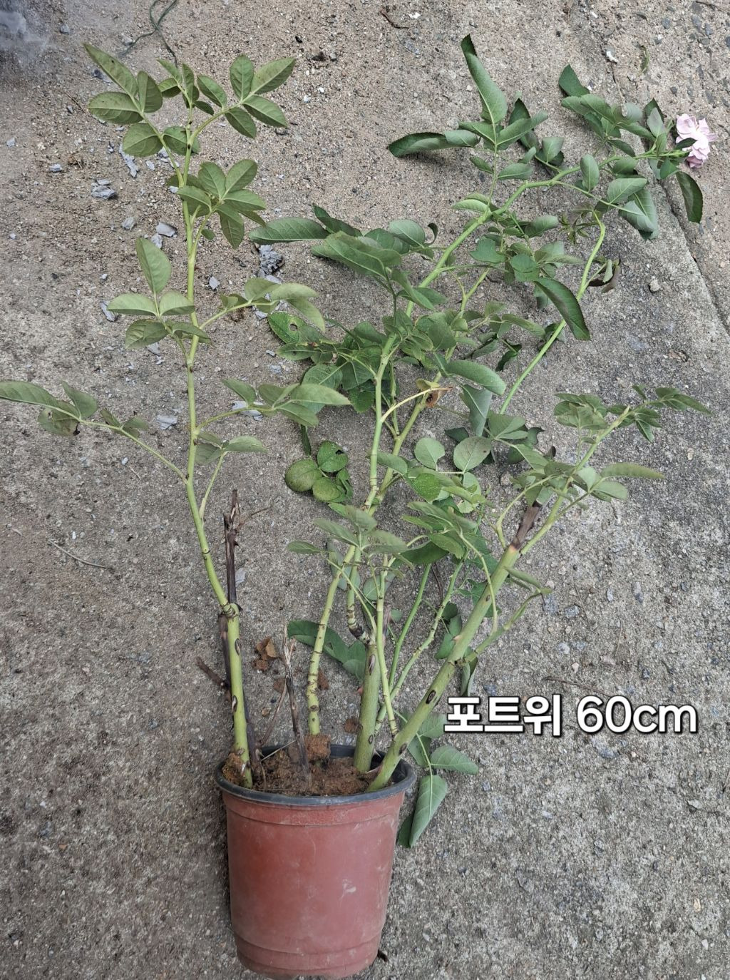 알케미스트 이미지