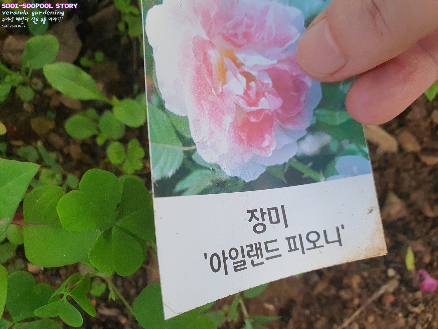 피오니 이미지