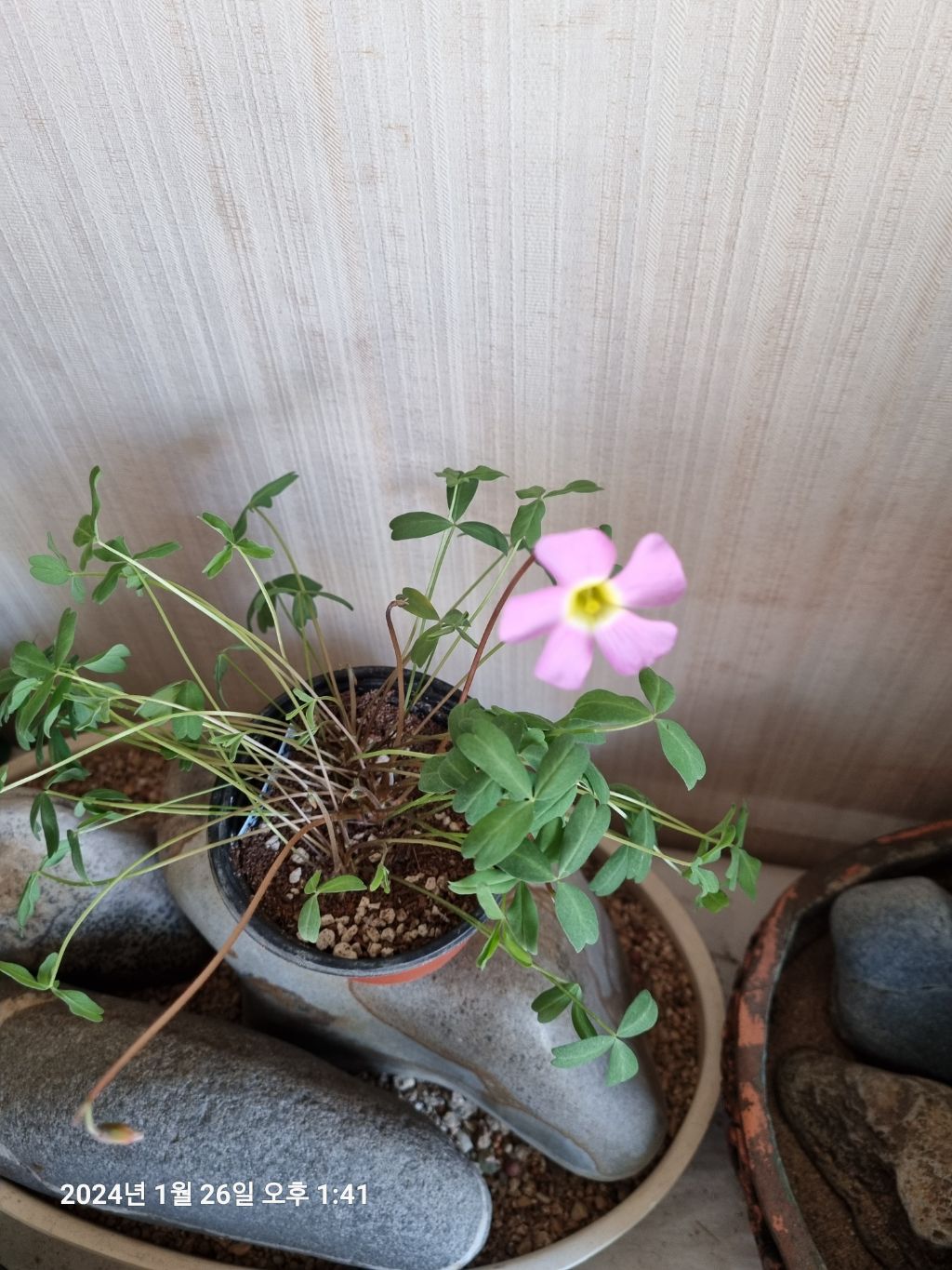 핀휠 이미지