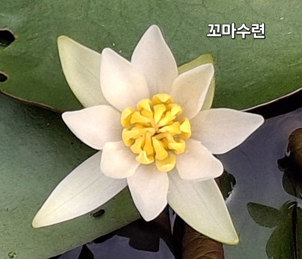수련 이미지