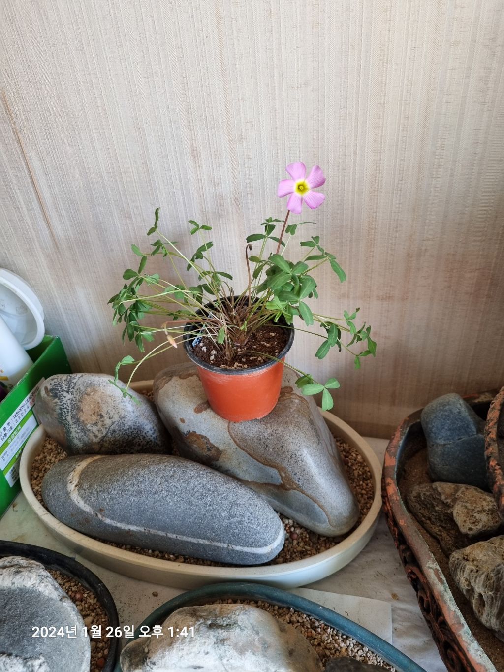 핀휠 이미지