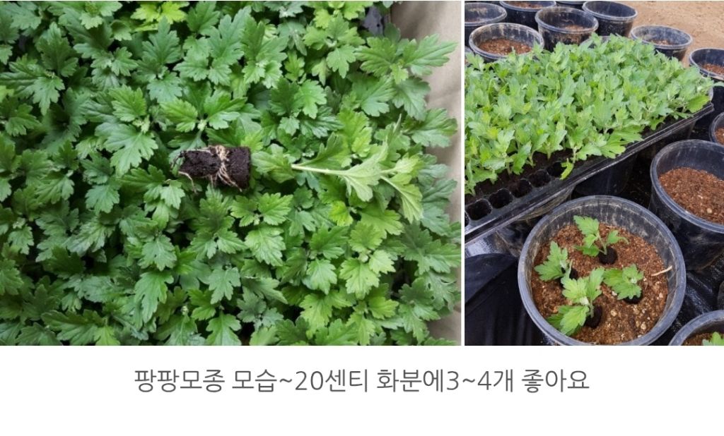 오션블루 이미지