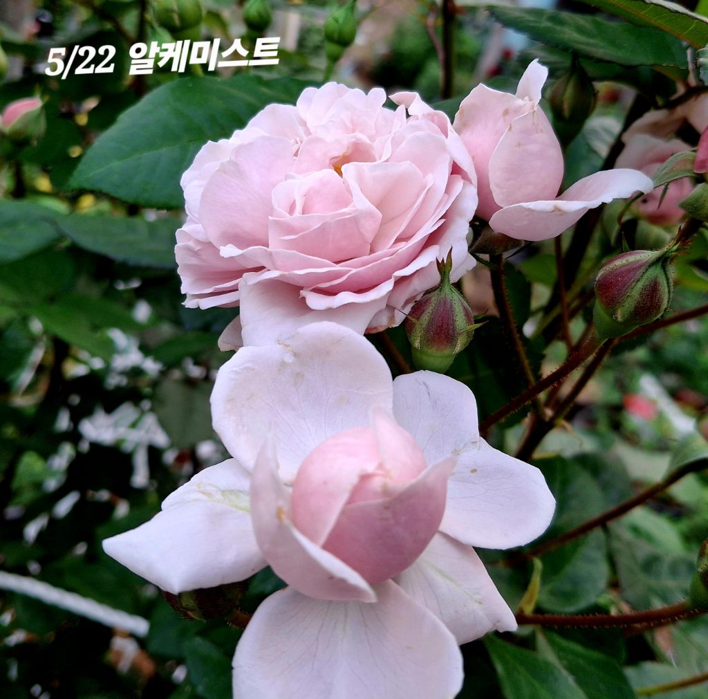 알케미스트 이미지