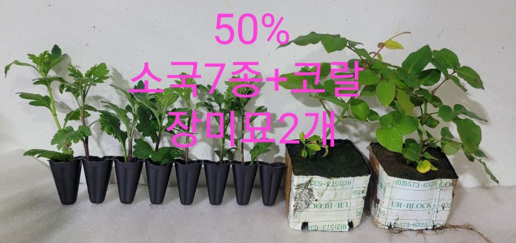 소국 이미지