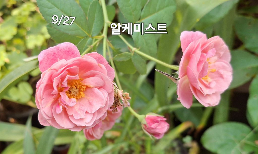 알케미스트 이미지