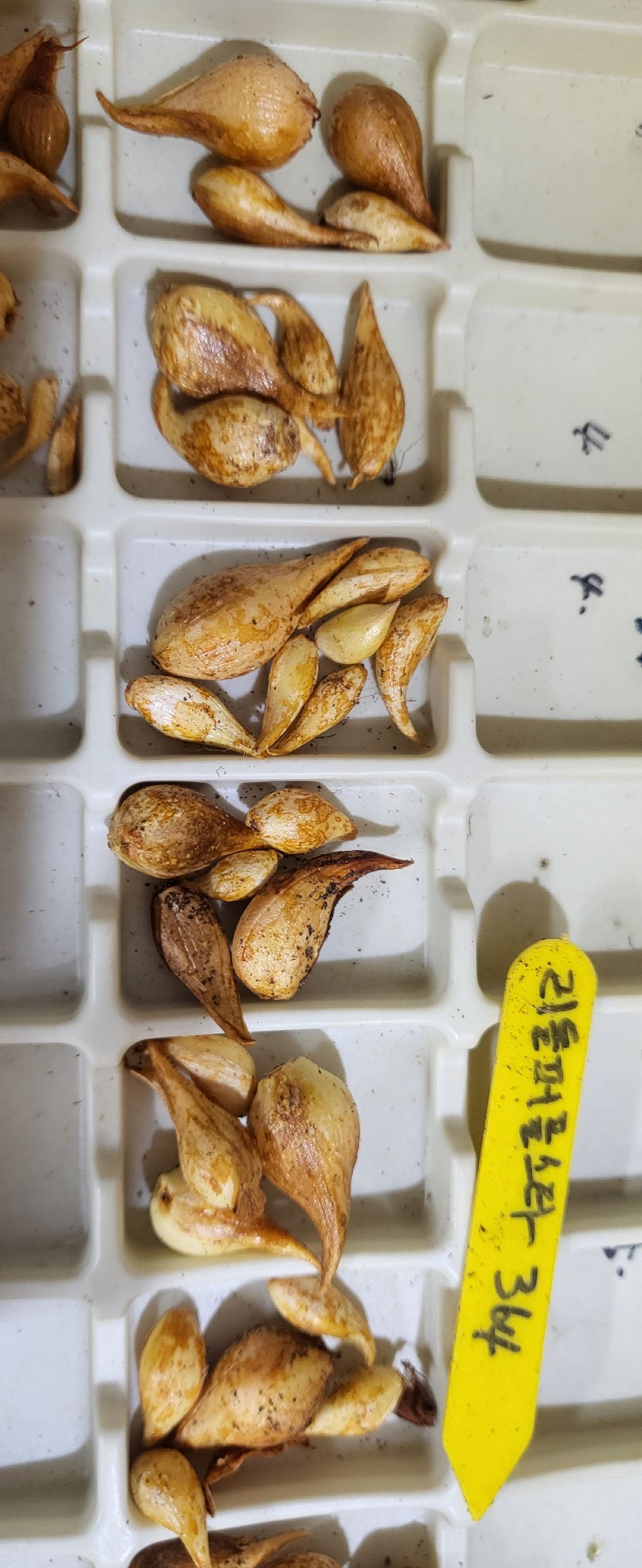 퍼플스타 이미지
