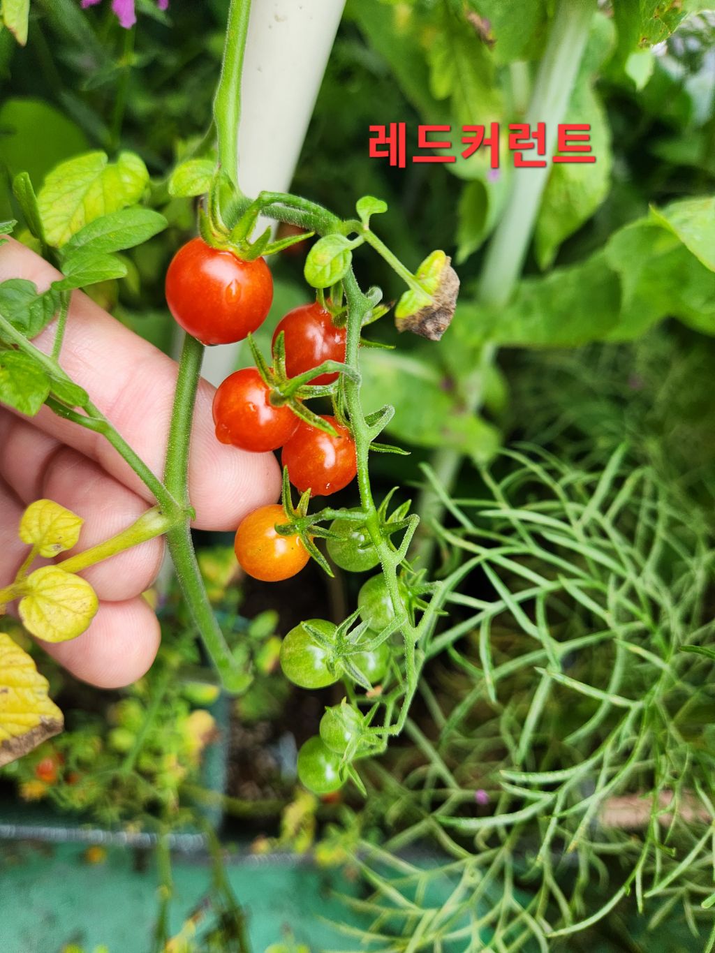 레드토마토 이미지