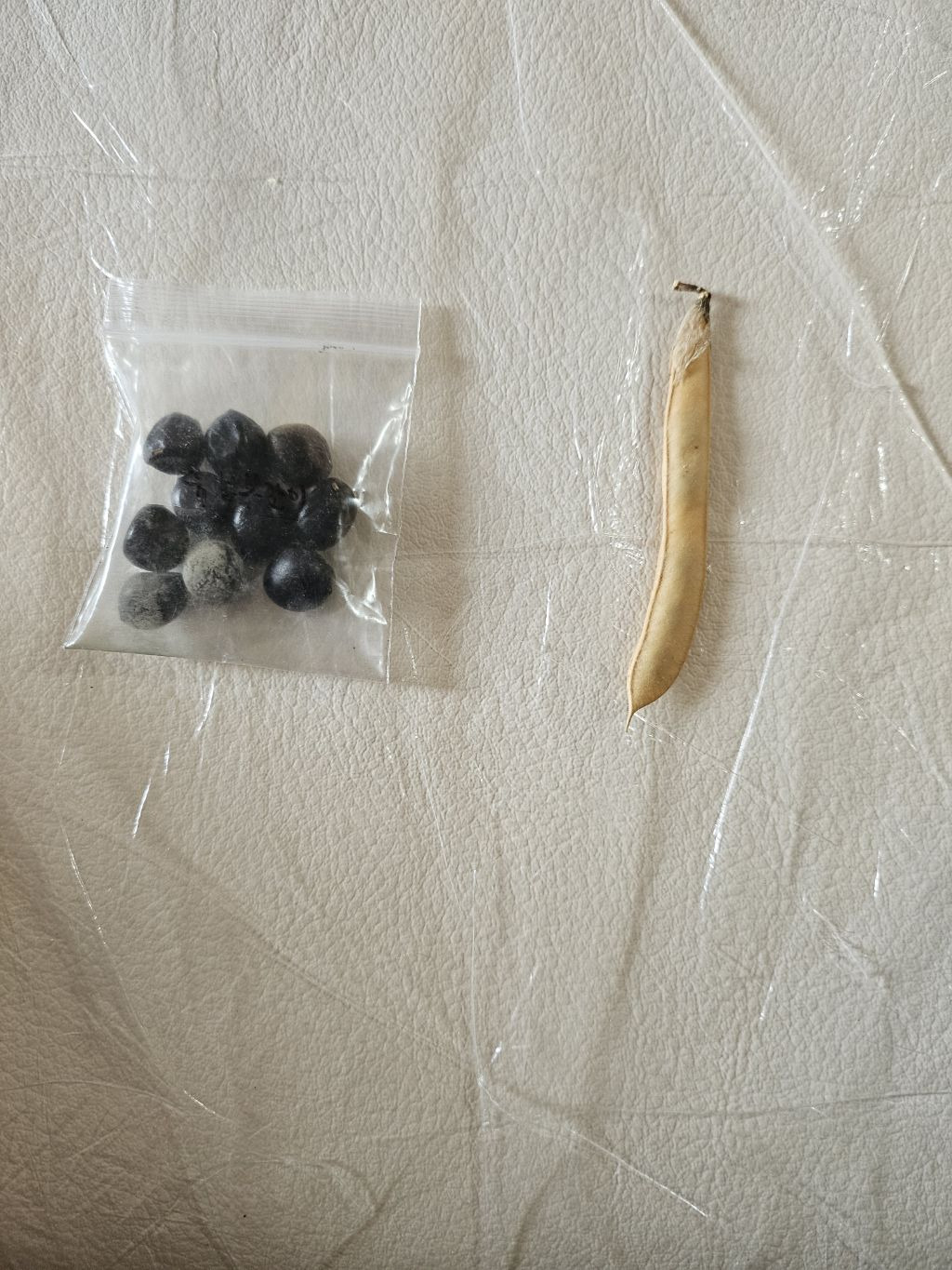 씨앗사랑 이미지
