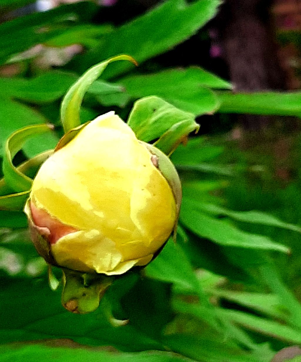 목단 이미지