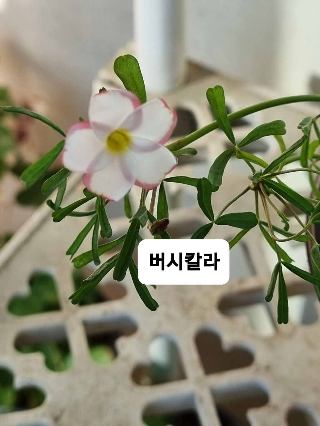 포레스트디바 이미지