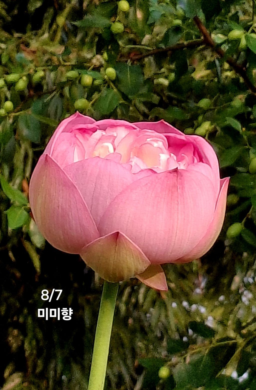 미미향 이미지
