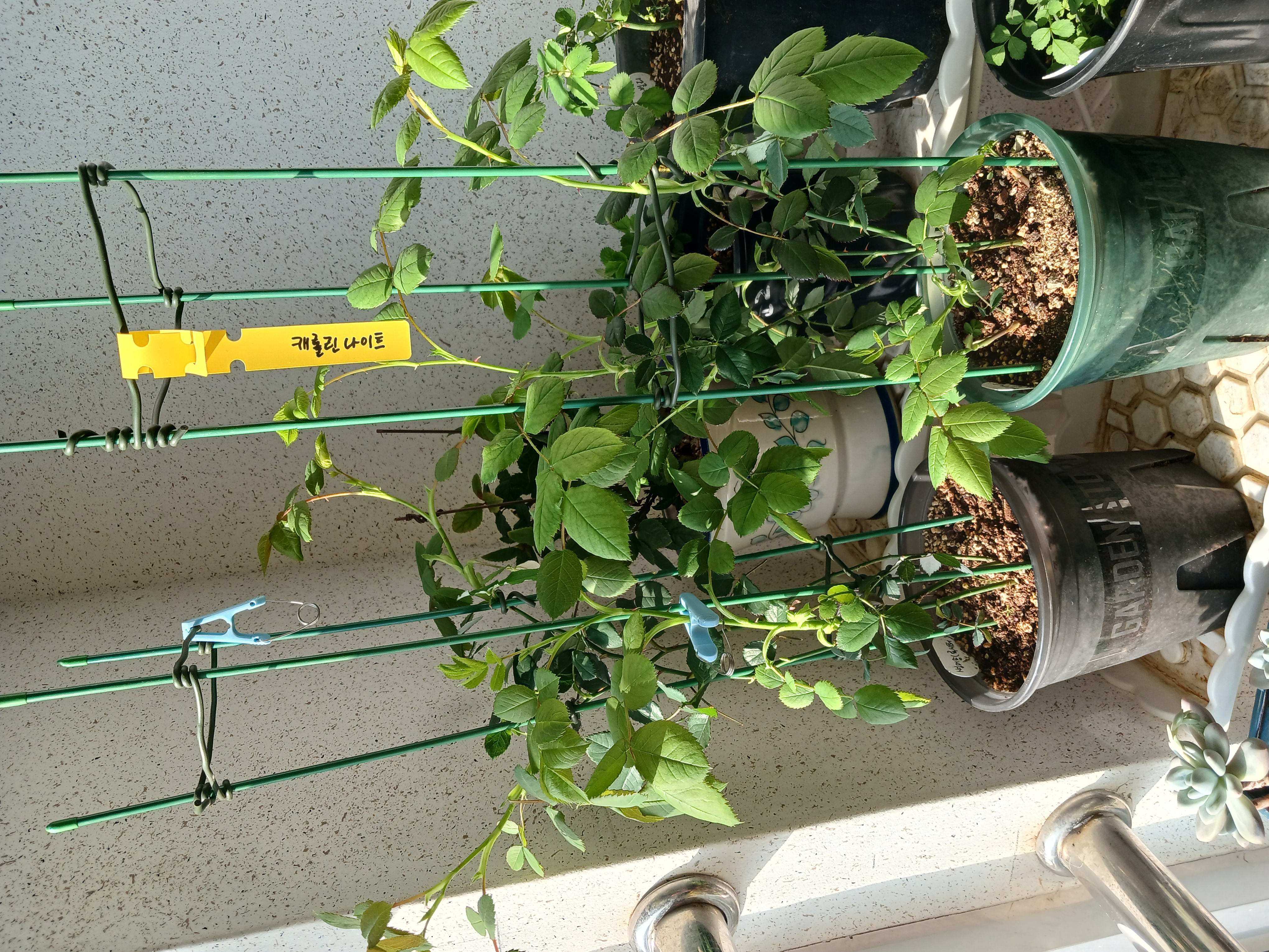 꽃필.그날 이미지