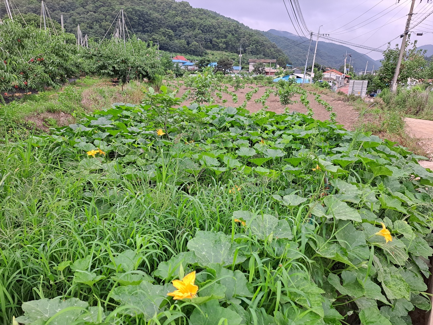 호박이넝쿨채로 이미지