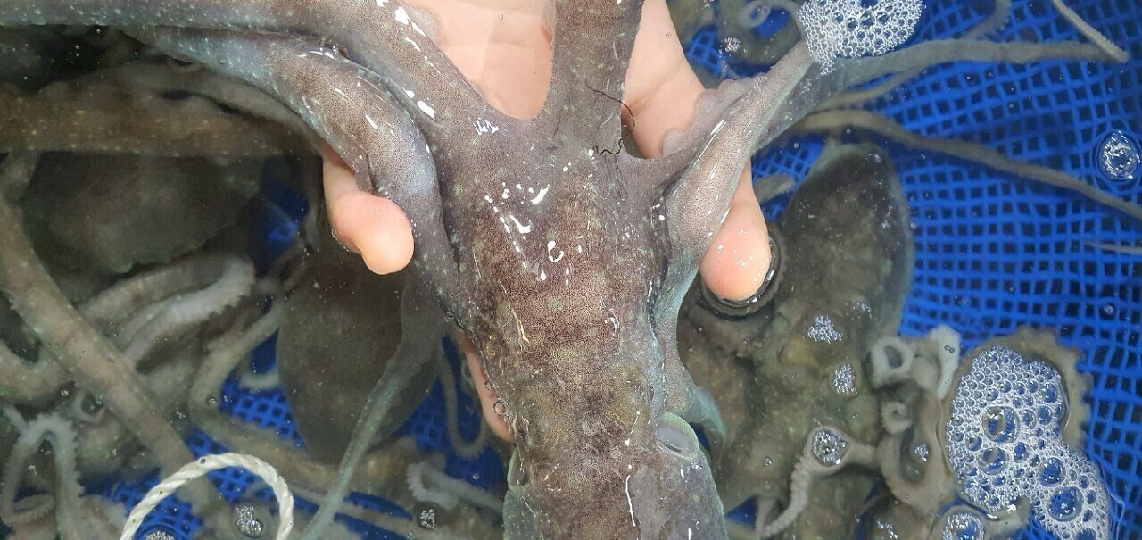 무안뻘낙지 이미지