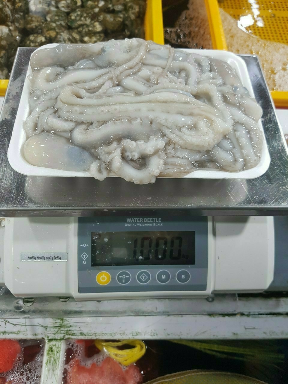 뻘속낙지 이미지