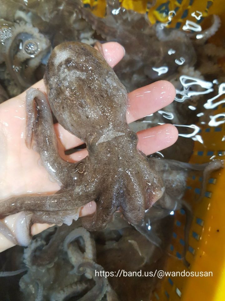 쭈꾸미 이미지