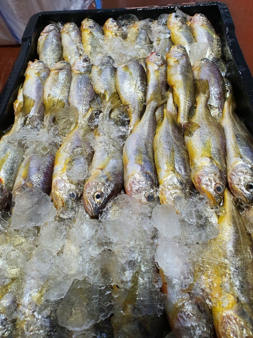 참조기집 이미지