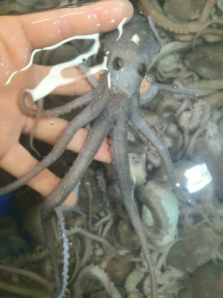 낙지 이미지