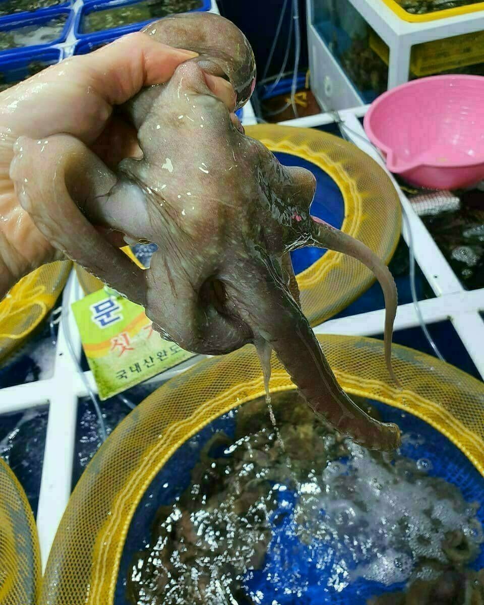 해남뻘낙지 이미지