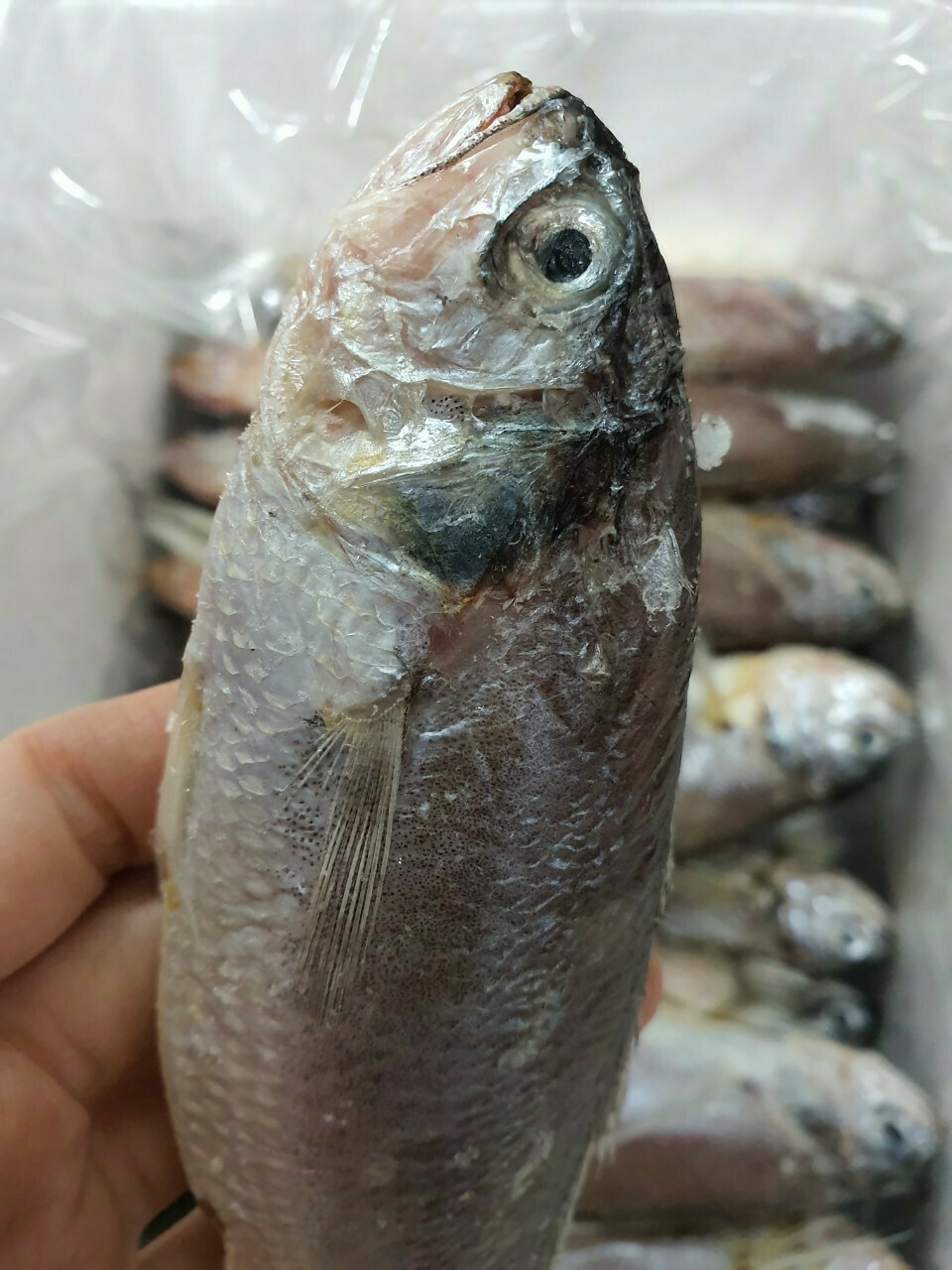 참조기집 이미지