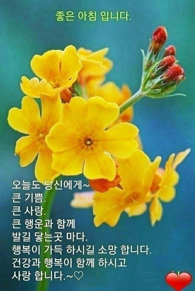 토박이 이미지