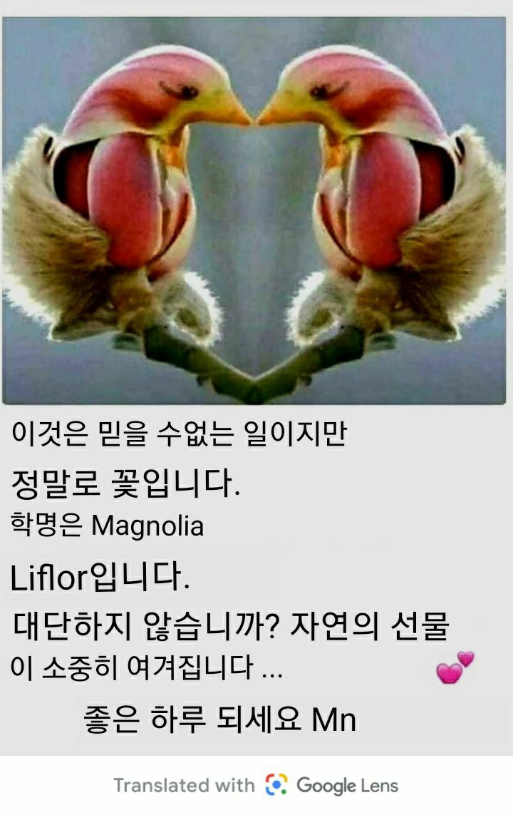 닐리리 이미지