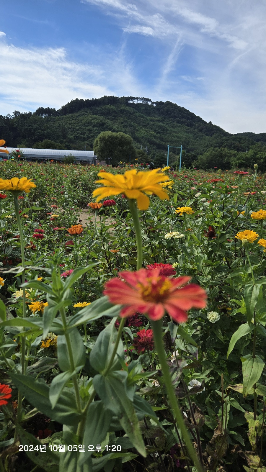 백일홍 이미지