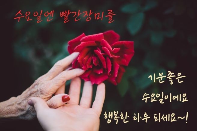 (주)수요일 이미지